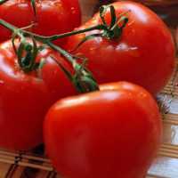 Tomates
