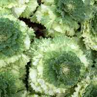 Choux kale
